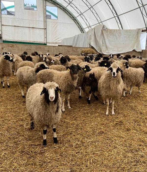 Konya Adak Akika Kurban Kesimi