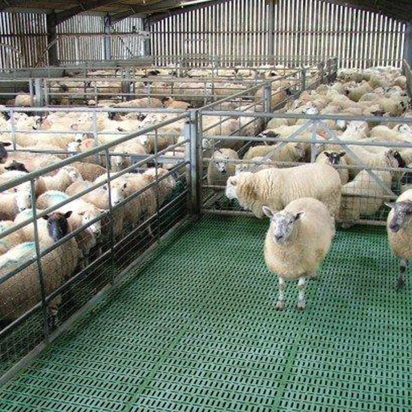 Konya Adak Akika Kurban Kesimi