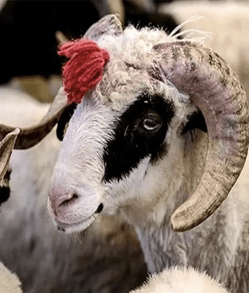 Konya Adak Akika Kurban Kesimi