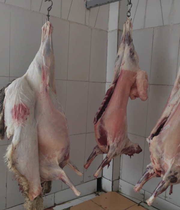 Konya Adak Akika Kurban Kesimi