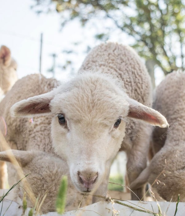 Konya Adak Akika Kurban Kesimi