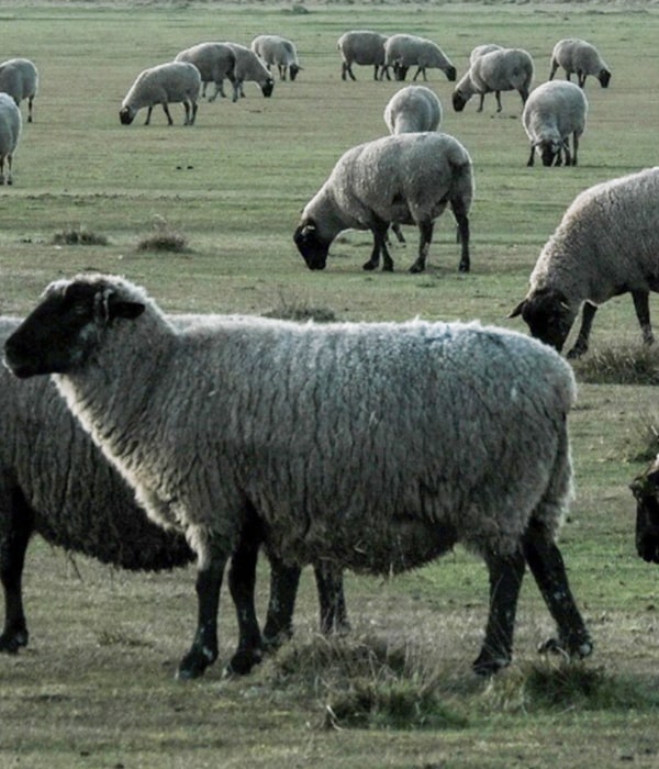 Konya Adak Akika Kurban Kesimi