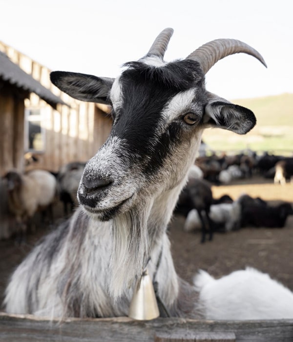 Konya Adak Akika Kurban Kesimi